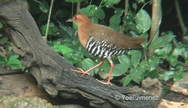 Red-legged Crake - ML201119331