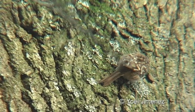 Short-toed Treecreeper - ML201119421