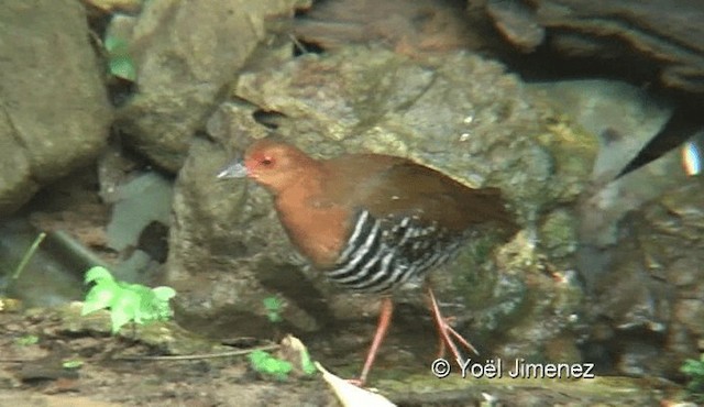 Red-legged Crake - ML201119471