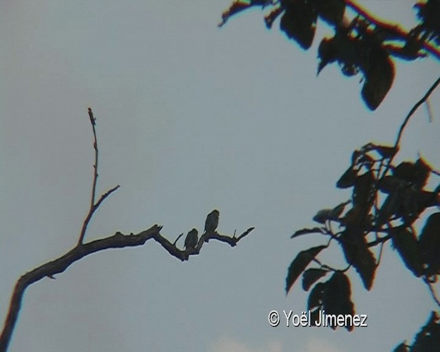 Yellow-footed Green-Pigeon - ML201119481