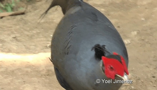 Siamese Fireback - ML201119491