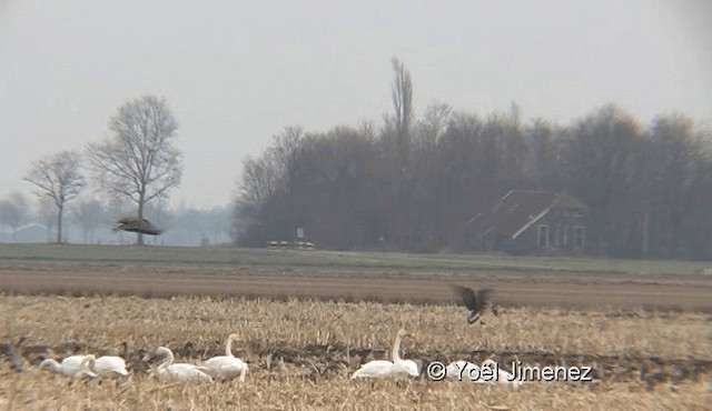 Taiga/Tundra Bean-Goose - ML201119531