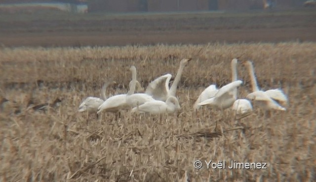 Whooper Swan - ML201119551