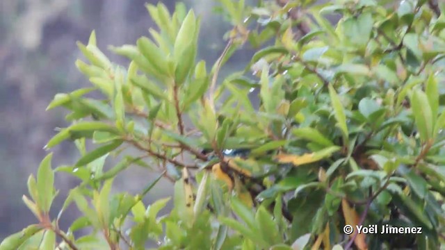 Beryl-spangled Tanager - ML201119661