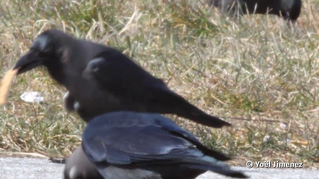 House Crow - ML201119681