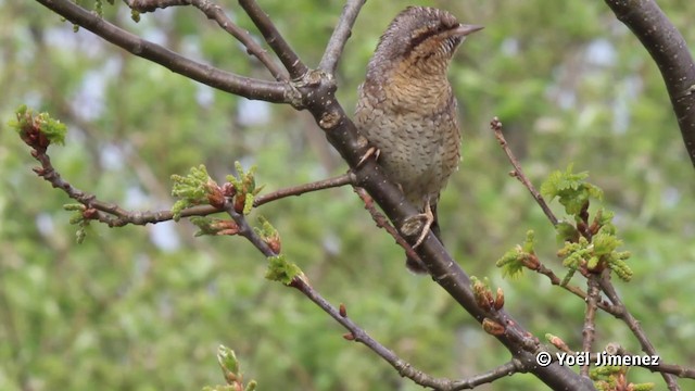 Eurasian Wryneck - eBird