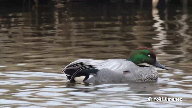 Falcated Duck - ML201119771