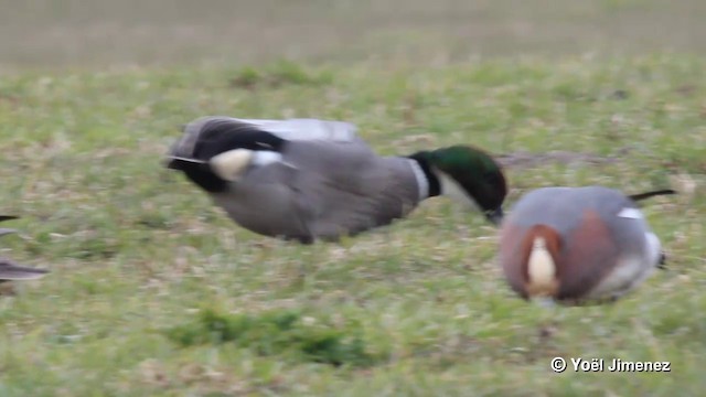 Falcated Duck - ML201119781