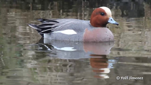 Eurasian Wigeon - ML201119791