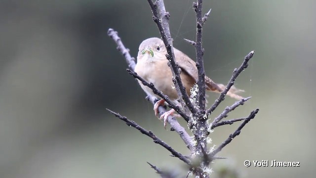 Mountain Wren - ML201119871