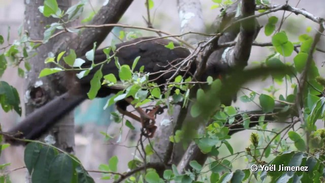 White-winged Guan - ML201119891