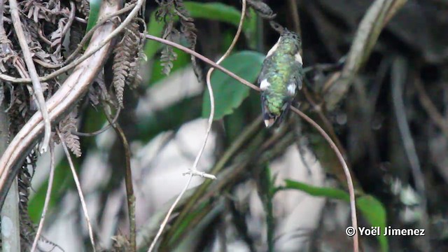 Colibri bourdon - ML201119921