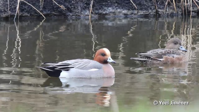 Eurasian Wigeon - ML201119961