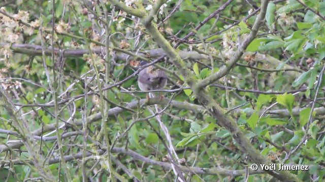 Western/Eastern Subalpine Warbler - ML201119971