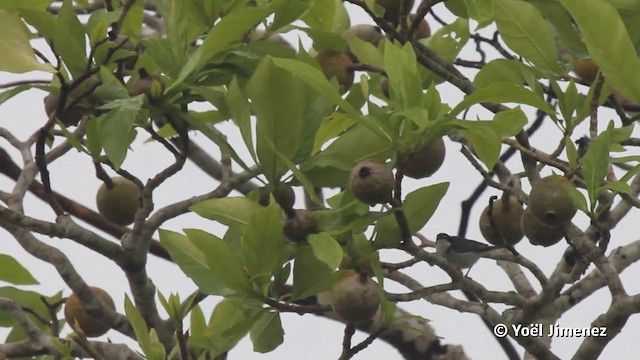 Hooded Tanager - ML201120031