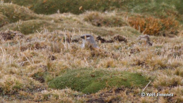 Idiopsar leucoptère - ML201120061