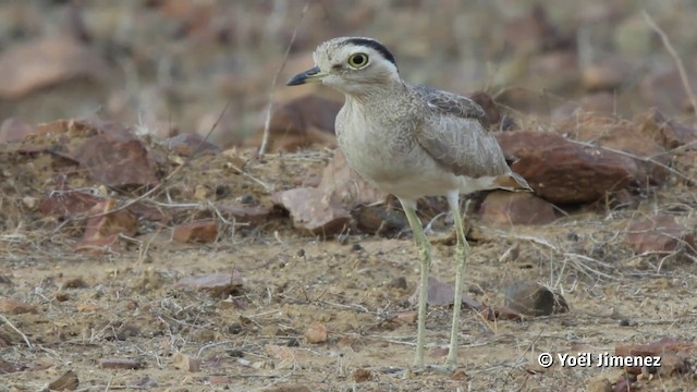 Peruvian Thick-knee - ML201120091