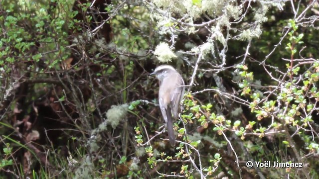 White-browed Chat-Tyrant - ML201120141