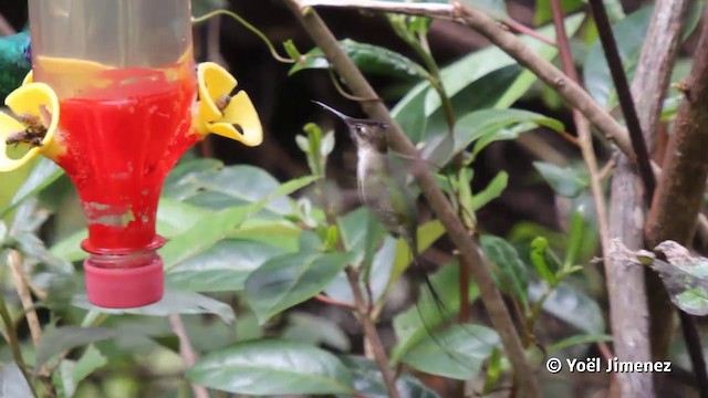 kolibřík podivuhodný - ML201120161