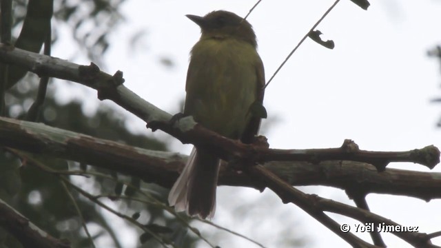 Olive-faced Flatbill - ML201120181