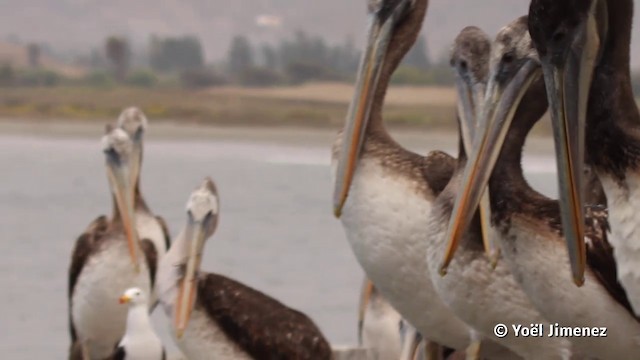 Peruvian Pelican - ML201120231