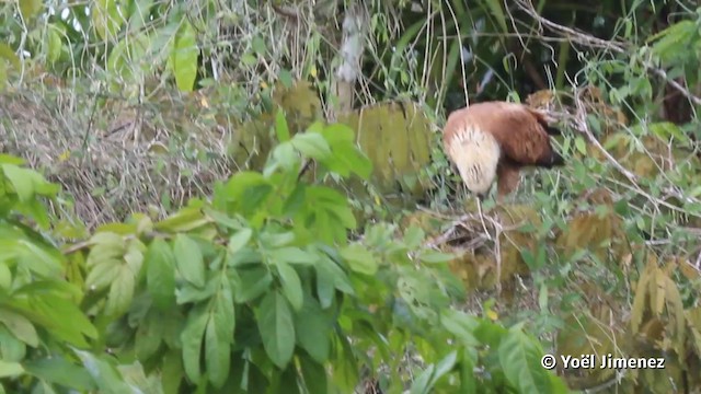 Black-collared Hawk - ML201120311