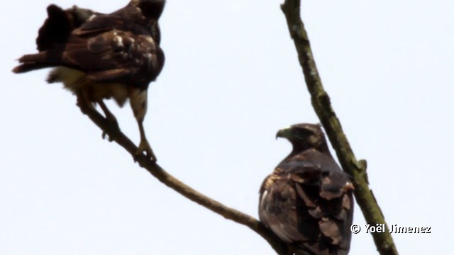 Wüstenbussard (harrisi) - ML201120381