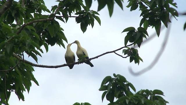 Пінон кремовоперий - ML201120461