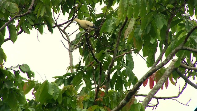 Yellowish Imperial-Pigeon - ML201120471