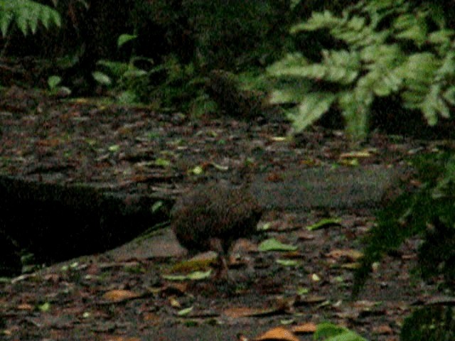 Highland Tinamou (Costa Rican) - ML201120561