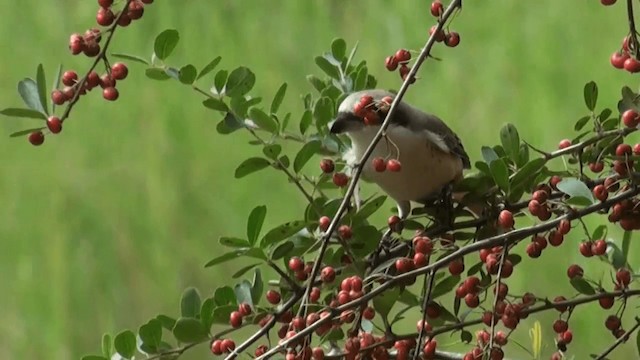 Brown Shrike (Philippine) - ML201120581