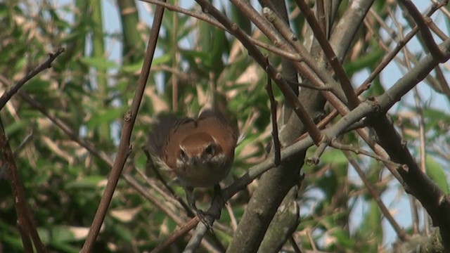 Bull-headed Shrike - ML201120601