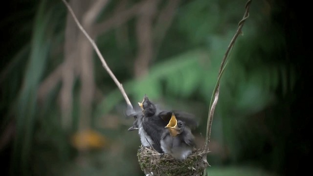 Black-naped Monarch - ML201120641