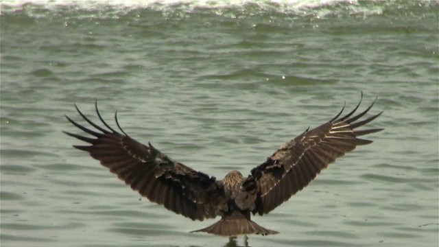 Black Kite - ML201120731
