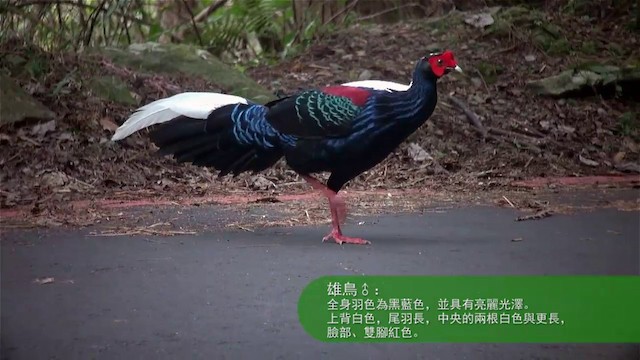 Тайваньский фазан - ML201120751