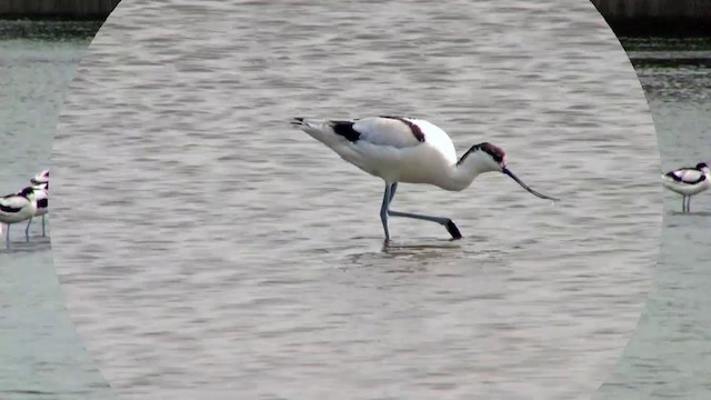 Pied Avocet - ML201120771