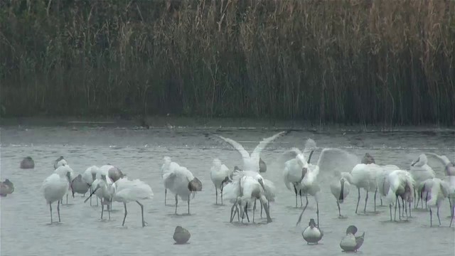 Black-faced Spoonbill - ML201120781