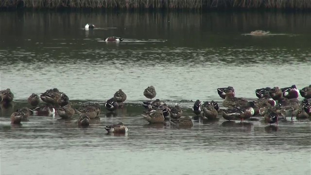 Northern Shoveler - ML201120791