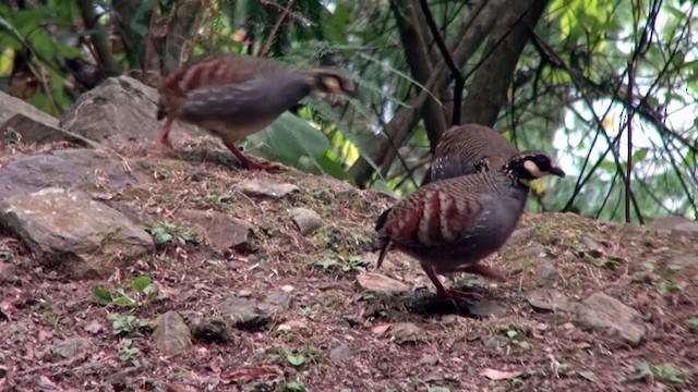 Taiwan Partridge - ML201120811