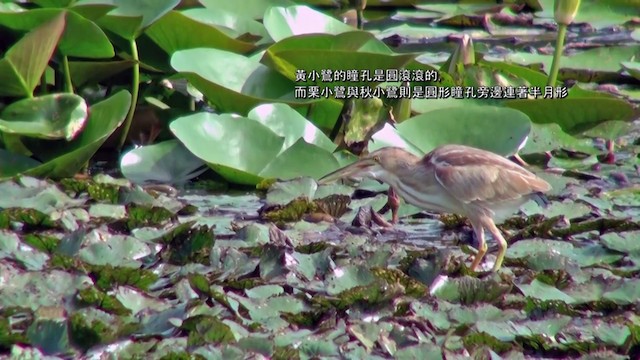 Yellow Bittern - ML201120831