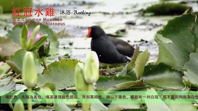 Eurasian Moorhen - ML201120841