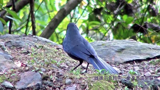 Taiwan Whistling-Thrush - ML201120861