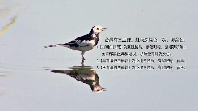 White Wagtail - ML201120871