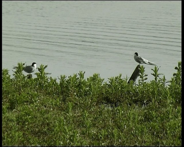 Крячок річковий - ML201121171