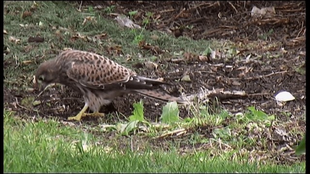 Eurasian Kestrel - ML201121271