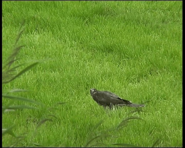 Eurasian Sparrowhawk - ML201121311