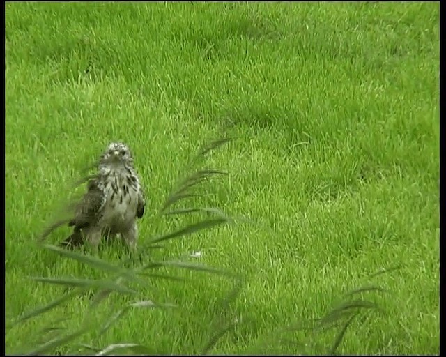 Mäusebussard - ML201121321