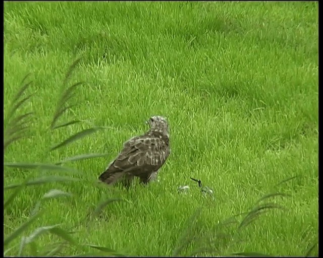 káně lesní - ML201121331