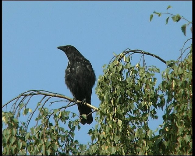 vrána černá/šedá - ML201121381