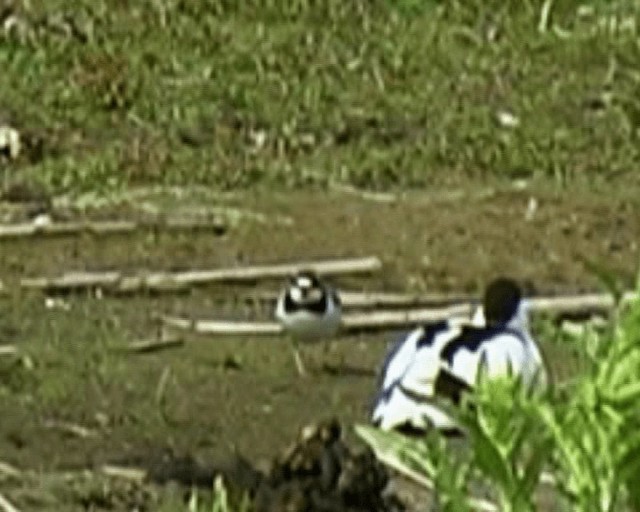 kulík říční - ML201121421